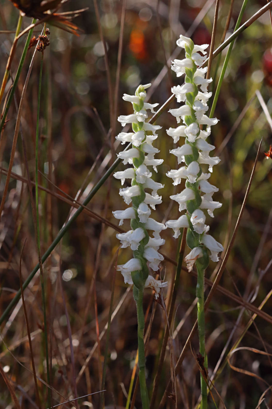 Nodding Ladies' Tresses