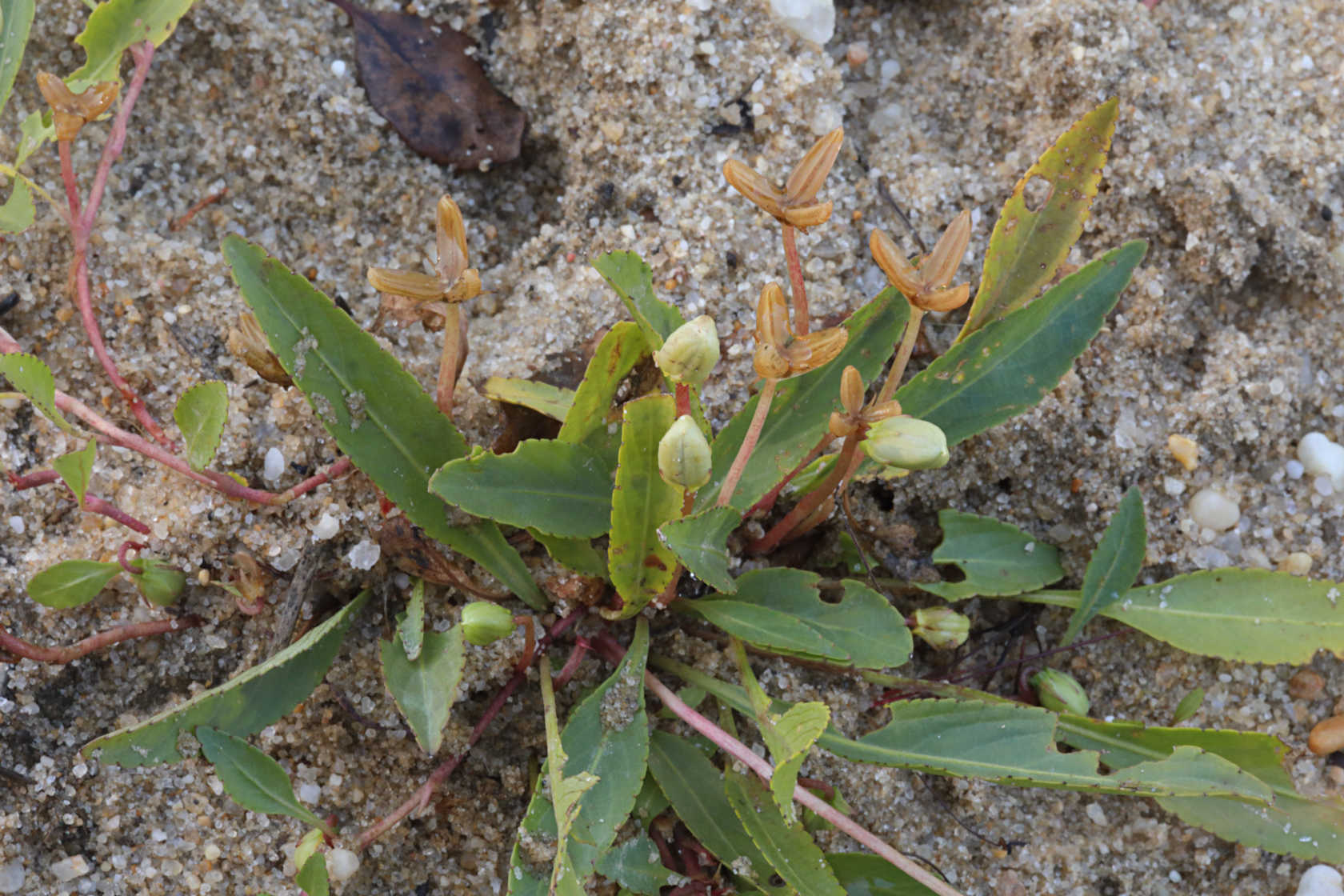 Lance-Leaved Violet