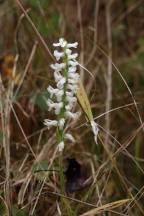 Spiranthes bightensis