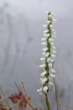 Spiranthes bightensis