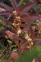 Cuscuta gronovii