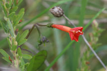 Ipomoea coccinea