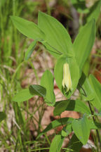 Uvularia perfoliata