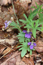 Viola palmata