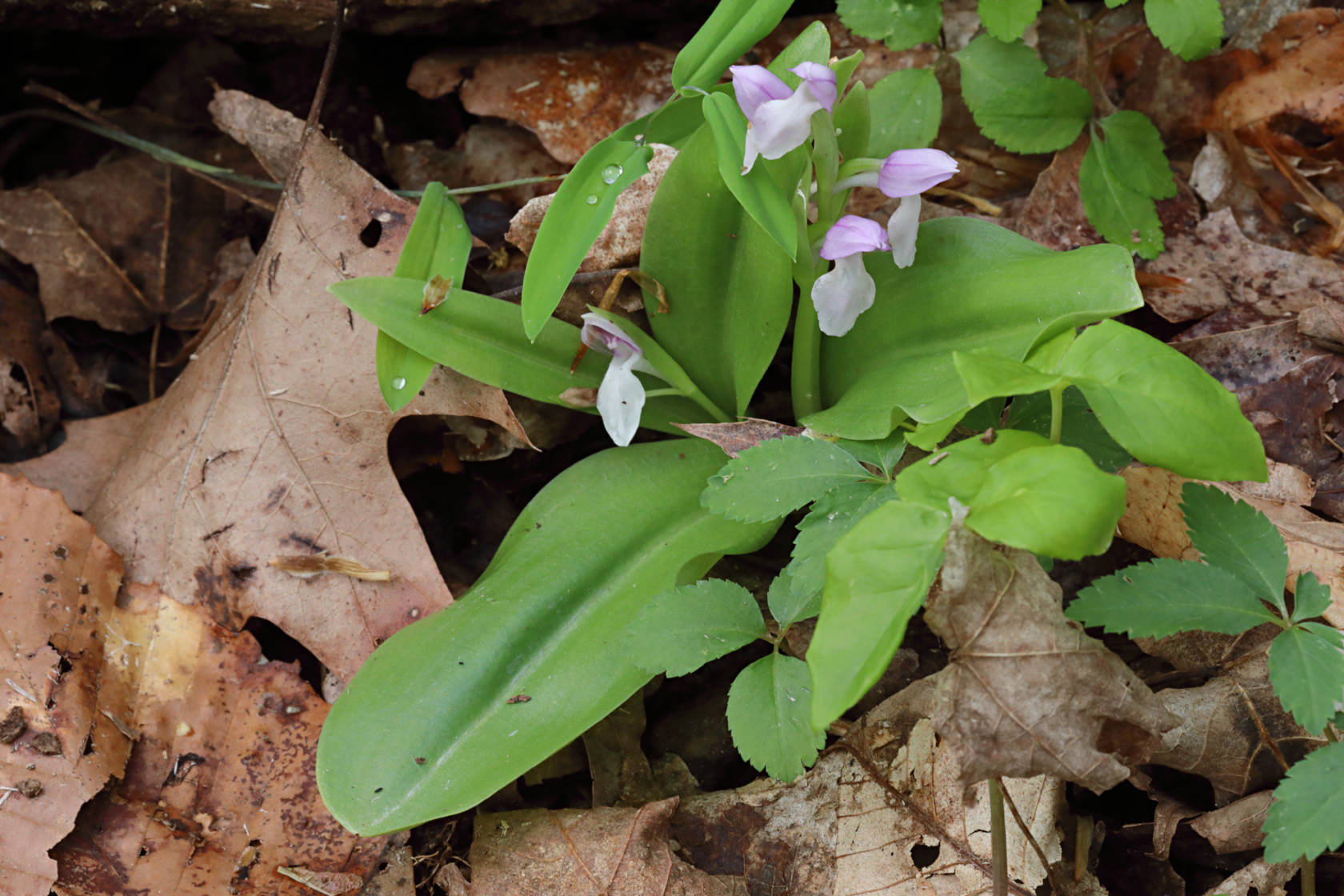 Showy Orchid