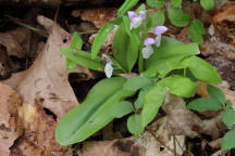 Showy Orchid