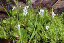 Wild White Violet