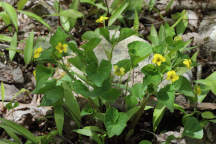 Viola pubescens var. scabriuscula