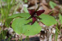 Trillium erectum