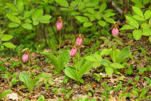 Cypripedium acaule