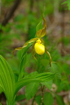 Cypripedium parviflorum var. pubescens