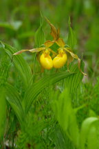 Large Yellow Lady's Slipper