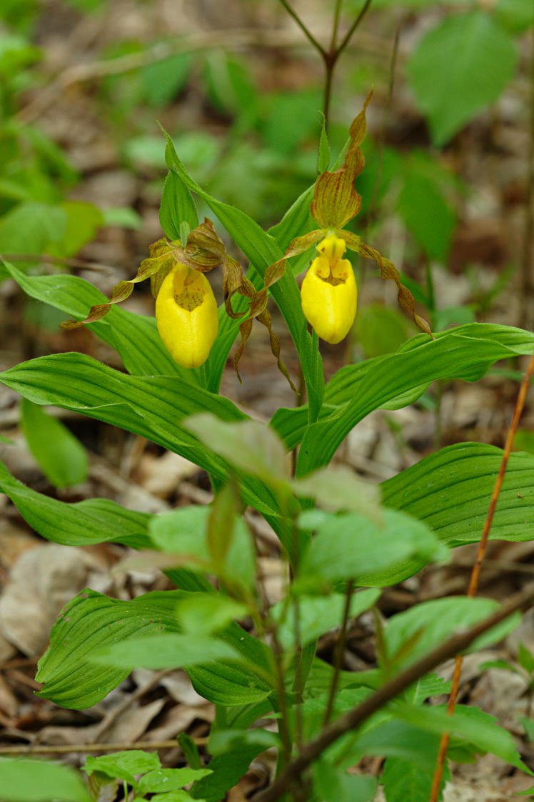 Large Yellow Lady's Slipper