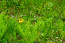 Large Yellow Lady's Slipper