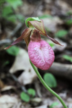 Cypripedium acaule