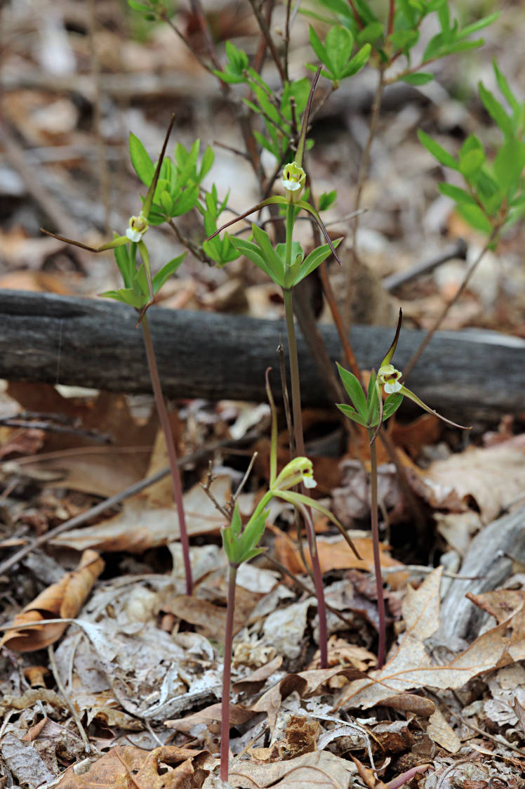 Large Whorled Pogonia