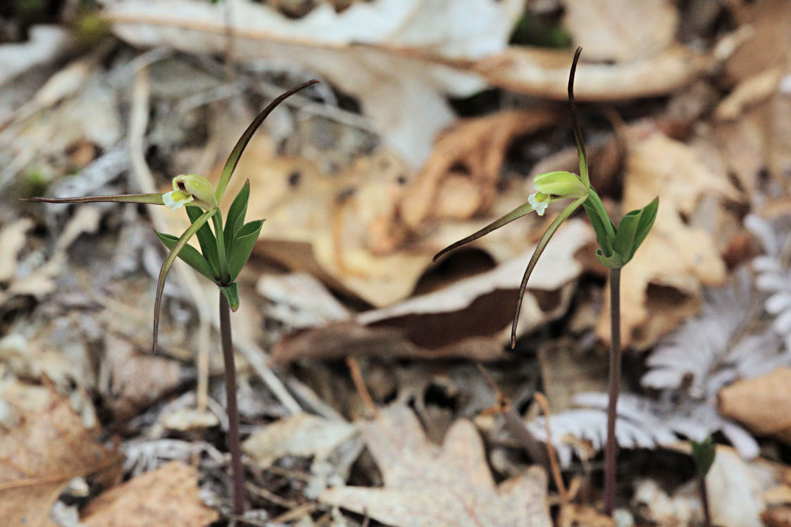 Large Whorled Pogonia