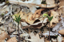 Isotria verticillata