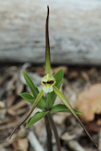 Isotria verticillata