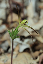 Isotria verticillata