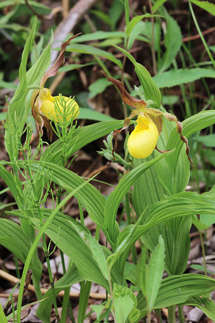 Large Yellow Lady's Slipper