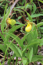 Cypripedium parviflorum var. pubescens