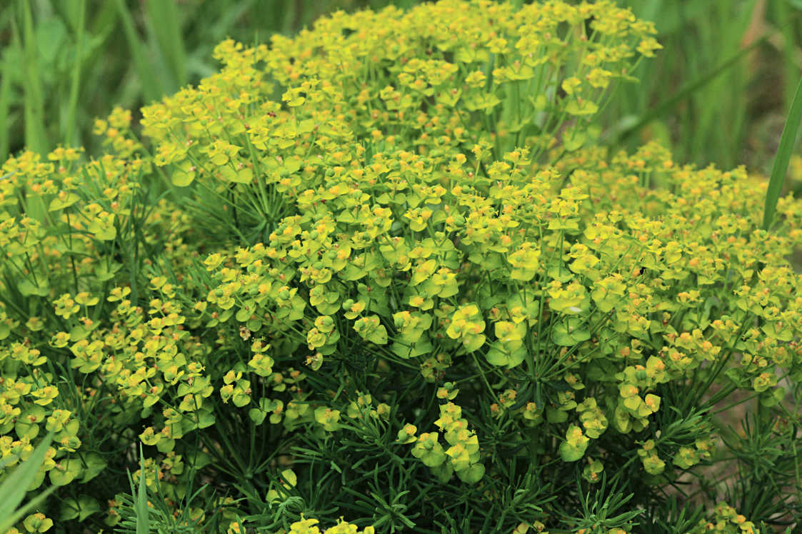 Leafy Spurge