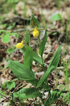 Cypripedium parviflorum var. pubescens