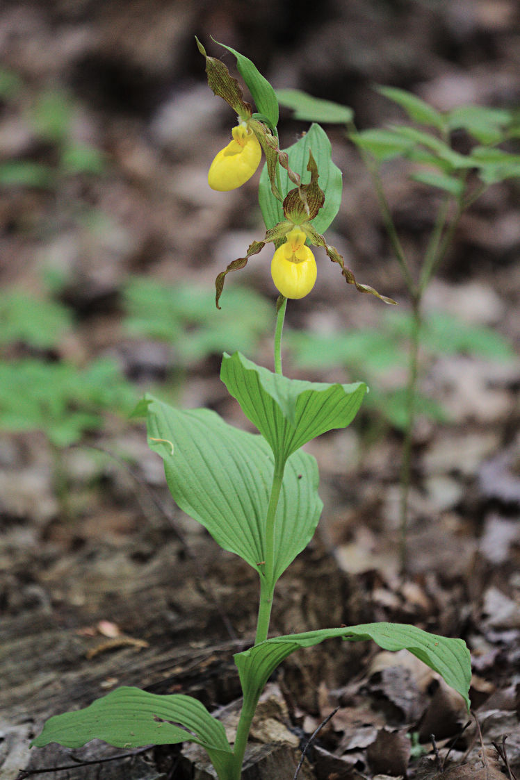 Large Yellow Lady's Slipper