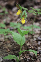 Cypripedium parviflorum var. pubescens