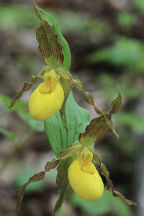 Cypripedium parviflorum var. pubescens