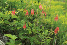 Aquilegia canadensis