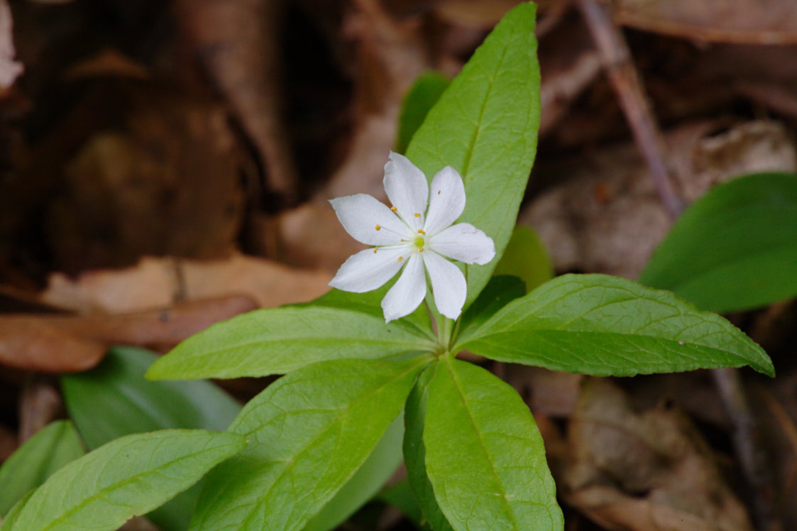 Starflower