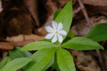 Trientalis borealis