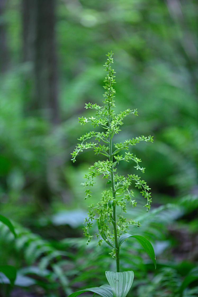 False Hellebore