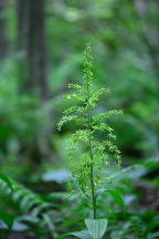 Veratrum viride