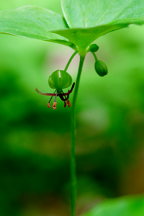 Medeola virginica