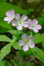 Geranium maculatum