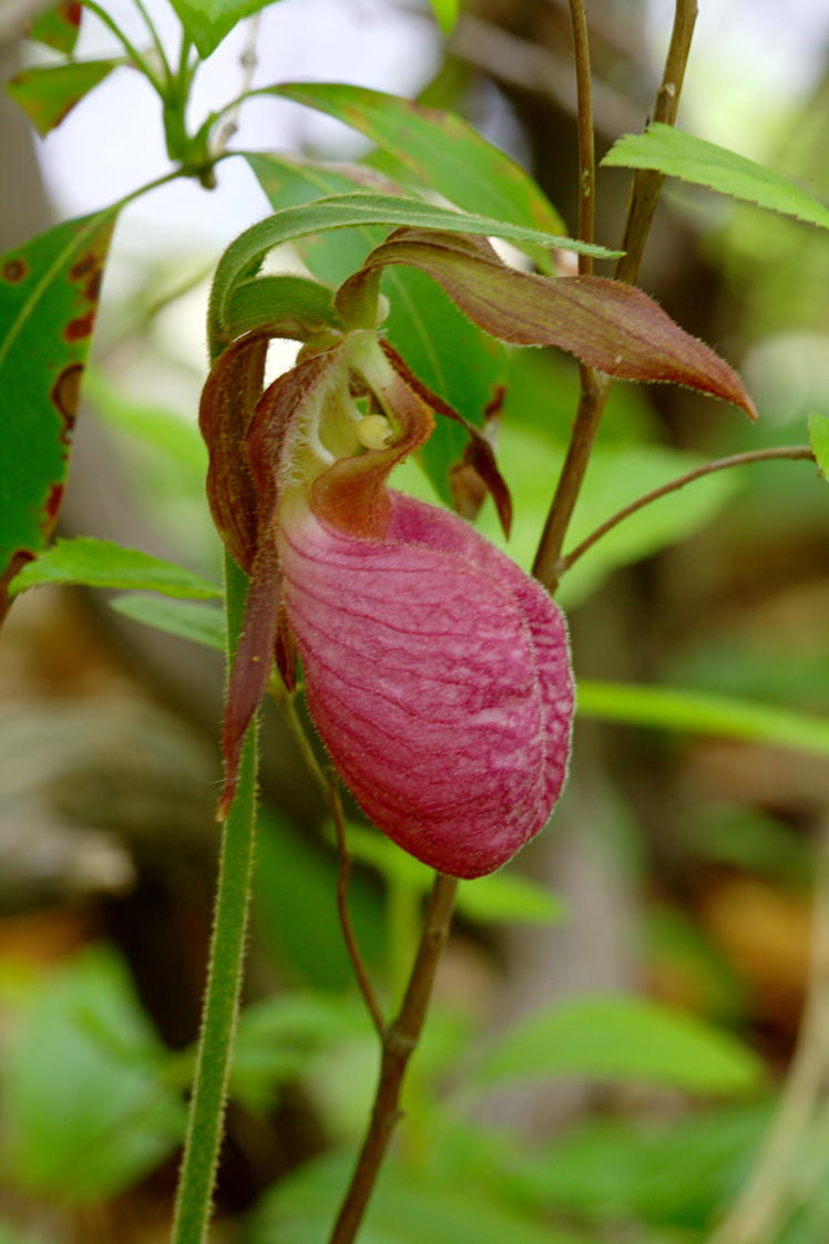 Pink Lady's Slipper