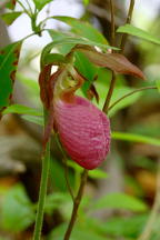 Cypripedium acaule