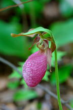 Cypripedium acaule