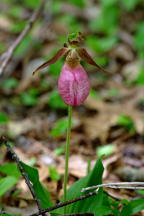 Cypripedium acaule