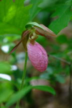 Cypripedium acaule