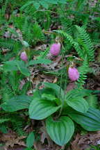 Cypripedium acaule