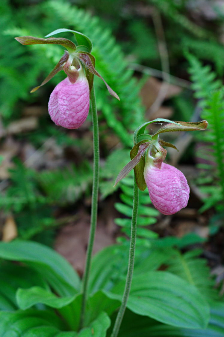 Pink Lady's Slipper