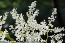 Polygonum cuspidatum