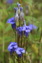 Gentianopsis crinita