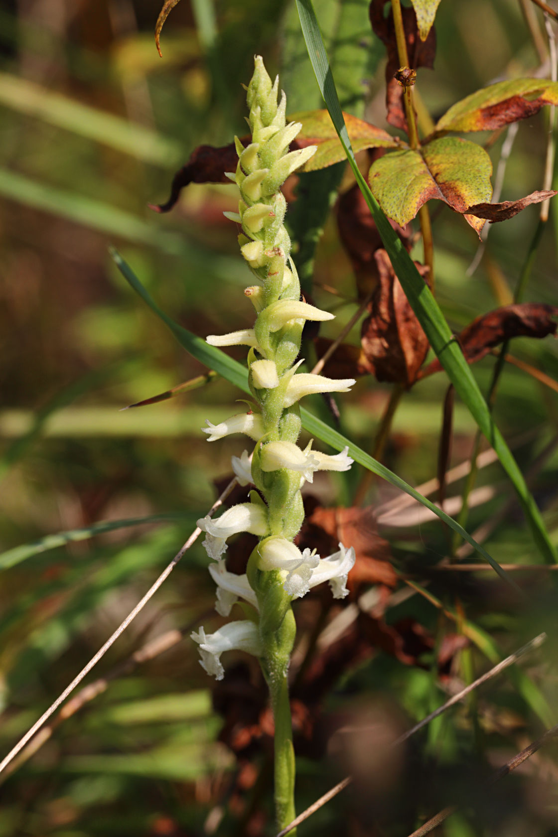 Yellow Ladies' Tresses