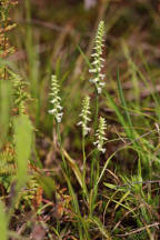 Spiranthes ochroleuca