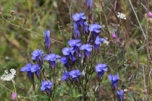 Gentianopsis crinita